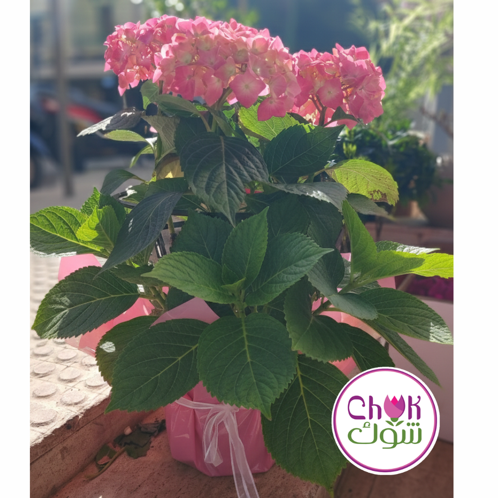Hydrangea
