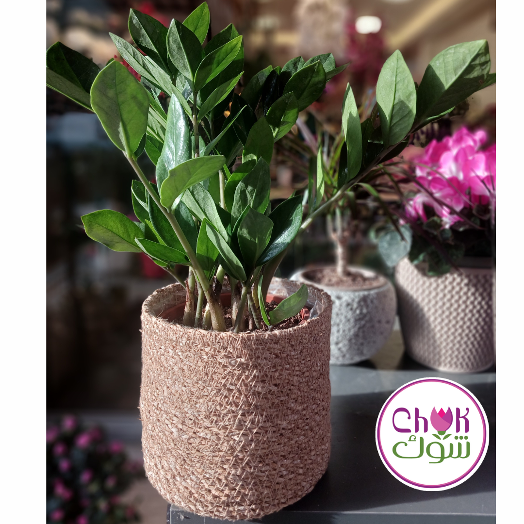 Zamia Small