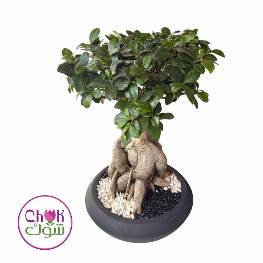 Medium Bonzai