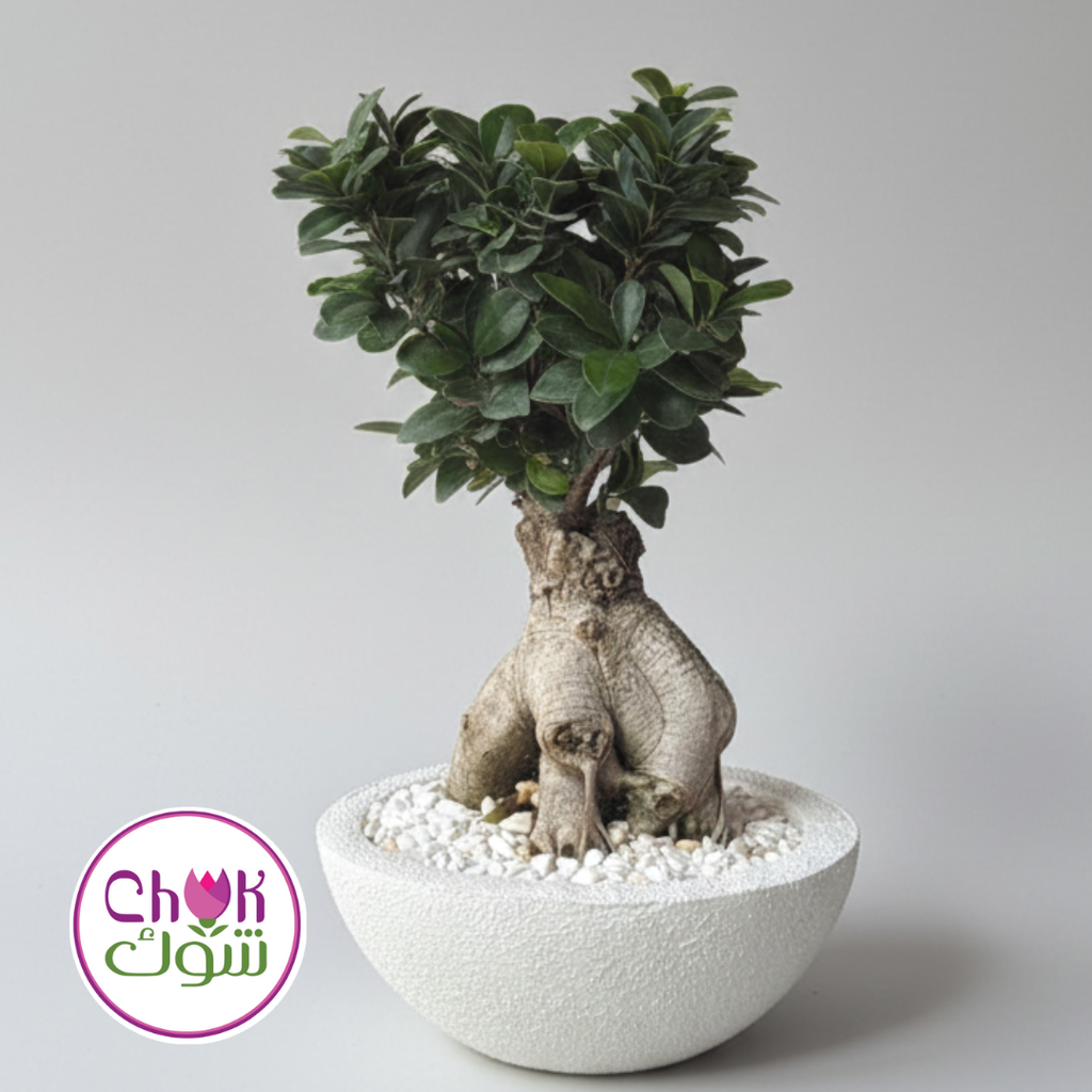 Medium Bonzai