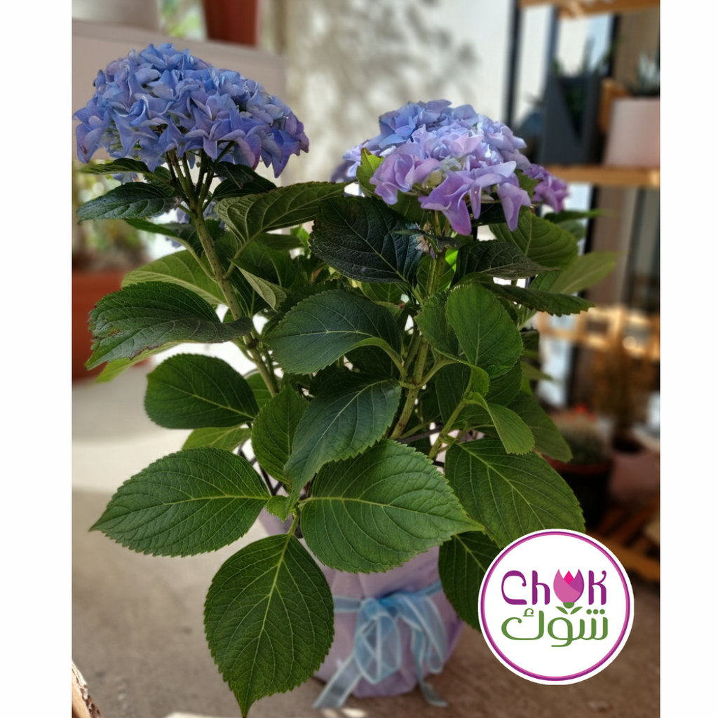 Hydrangea