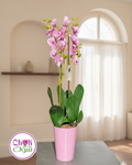 Orchid in Vase
