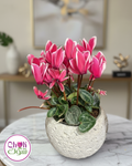 Cyclamen in a pot