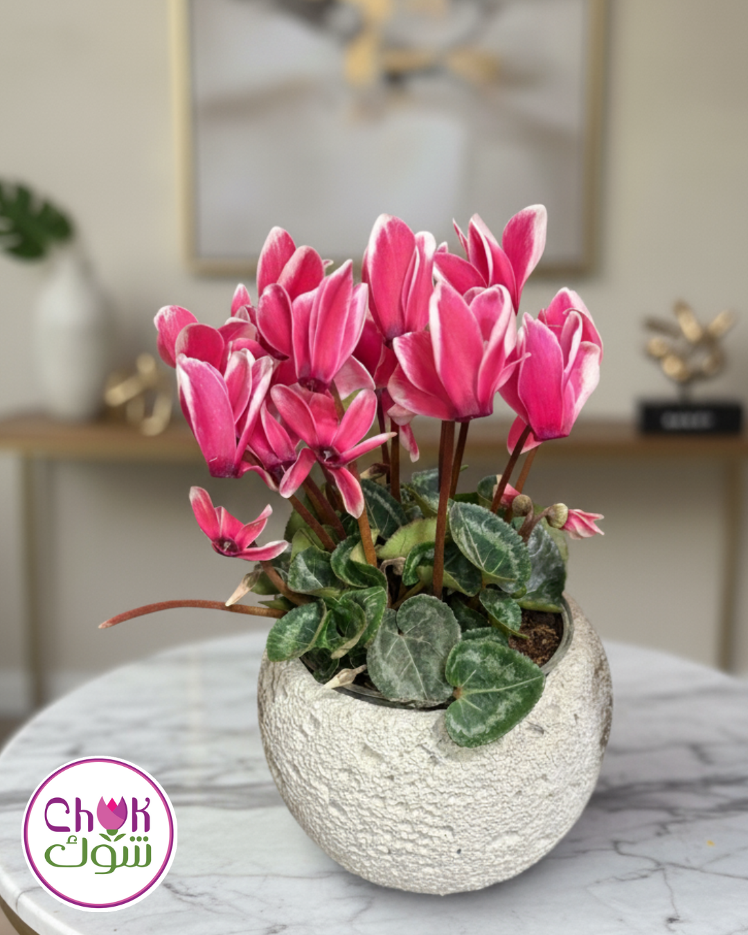 Cyclamen in a pot