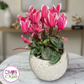 Cyclamen in a pot