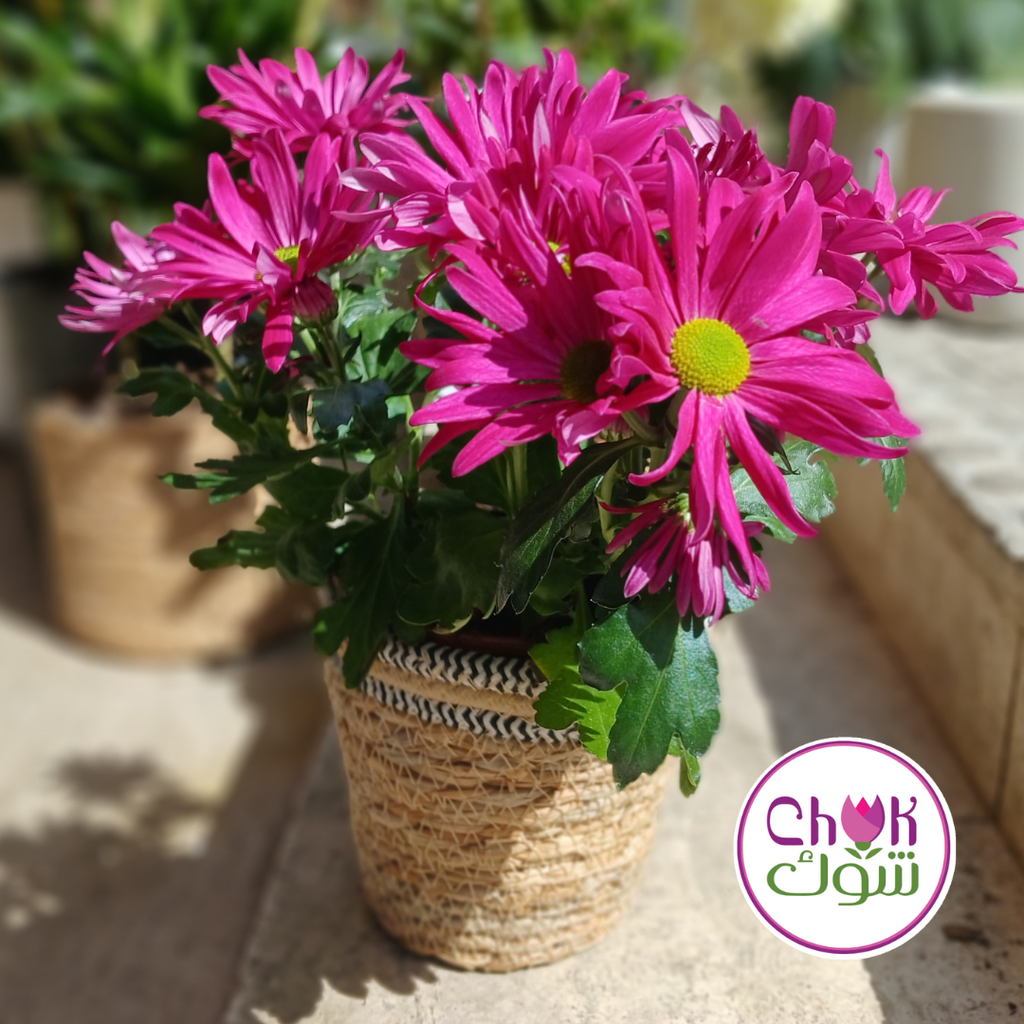 Chrysanthemum Plant in Pot