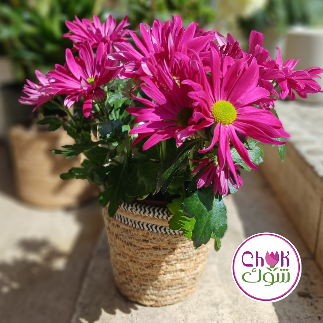 Chrysanthemum Plant in Pot