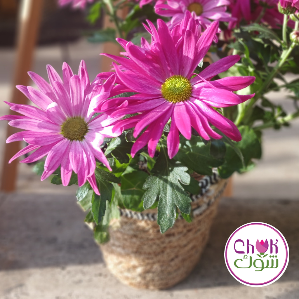 Chrysanthemum Plant in Pot