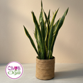 Large Snake Plant with Jute Pot