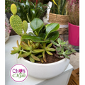 Terrarium