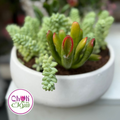 Terrarium