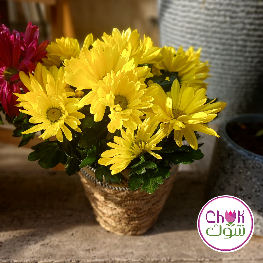 Chrysanthemum Plant in Pot